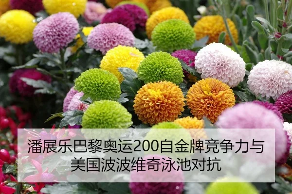 潘展乐巴黎奥运200自金牌竞争力与美国波波维奇泳池对抗